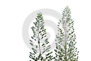 Pine trees with leaves branches on white isolated background for green foliage backdrop