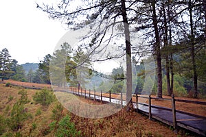 Pine trees and leaves with wet path