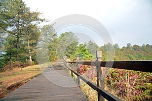 Pine trees and leaves with wet path in Tengchong