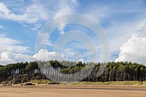 Pine trees line the beach at Newborough