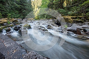 Pine Trees Line a Rushing River