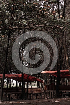 Pine Trees on the Long Beach of Bengkulu