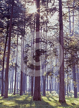 Pine Trees in Mac Mac Plantation