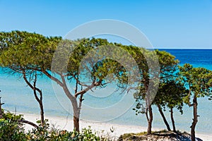 Pine trees in Maria Pia beach photo