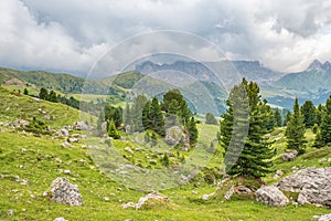 Pine trees at a meadow in a alp valley