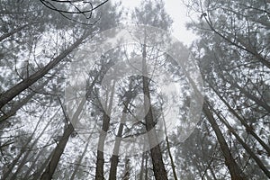 Pine trees in a misty winter mornig photo