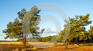 Pine trees in the morning light