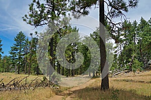 Pine Trees of Mount Laguna