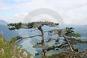 Pine trees on mountain