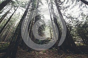 Pine trees in mountain forest