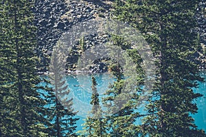 Pine trees by a mountain lake