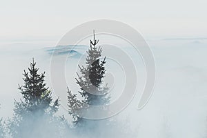 Pine Trees Among Mountain Mists photo