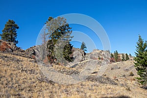 Pine trees on a mountain in Oliver, British Columbia