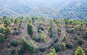 Pine trees on mountain ridge in Troodos mountains, Cyprus