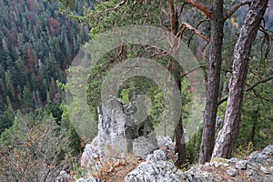 Pine trees on mountain slope