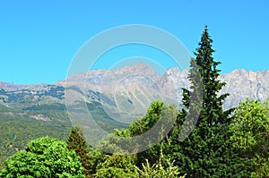 Pine trees with mountains behind photo