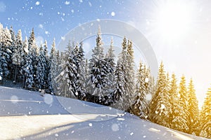 Pine trees in mountains and falling snow in fairy tale winter sunny morning. Soft ligth vintage effect.