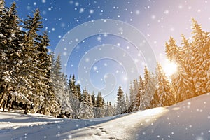 Pine trees in mountains and falling snow in fairy tale winter sunny morning. New year and Christmas celebration concept.