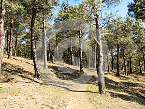 Pine trees at mountains in sunny day