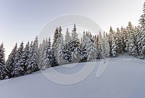 Pine trees in mountains in winter sunny day.