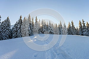 Pine trees in mountains in winter sunny day.