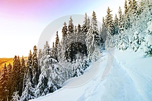 Pine trees in mountains in winter sunny day.