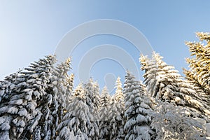 Pine trees in mountains in winter sunny day.