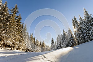 Pine trees in mountains in winter sunny day.