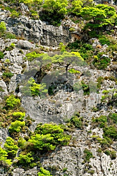 Pine trees on mountainside