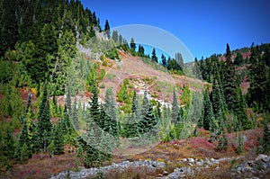 Pine trees, Mt. Rainier National Park