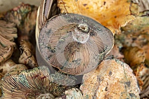 Pine trees mushrooms Lactarius deliciosus