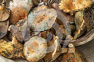 Pine trees mushrooms Lactarius deliciosus