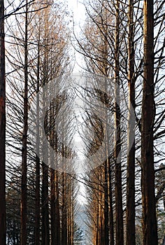 Pine trees of Nami Island, Korea during winter