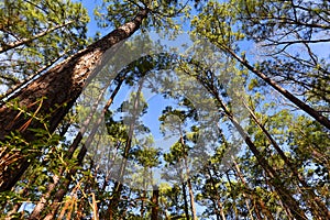 Pine trees in national forest, piney Woods, east Texas