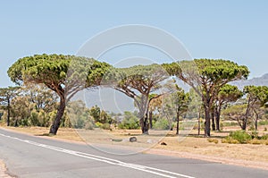 Pine trees near Somerset West photo