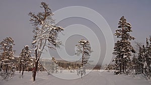Pine trees near Valan river in Are Valadalen in Jamtland in Sweden