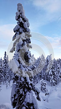 Pine tree with snown winter near Are skiresort in Jamtland, Sweden photo