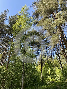 Pine trees in Novgorod forest