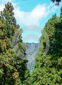 Pine trees at old forest in Alishan, Taiwan