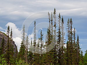 Pine trees overlook valley