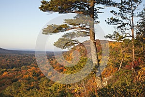 Pine Trees Overlooking Bluffs and a Valley with Autumn Colors in