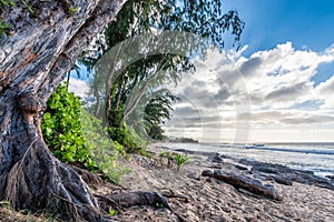 Pine trees, palm trees and tropical vegetation on Sunset Beach in Hawaii