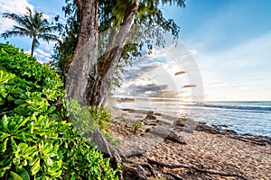 Pine trees, palm trees and tropical vegetation at sunset on Sunset Beach in Hawaii