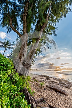 Pine trees, palm trees and tropical vegetation at sunset on Sunset Beach in Hawaii