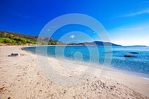 Pine trees on Palombaggia beach with azure clear water and sandy beach, Corsica, France