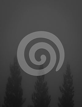 pine trees in the park covered by thick fog