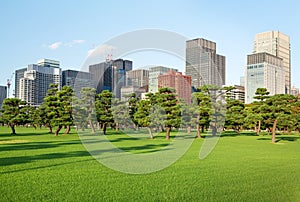 Pine trees park in front of skyscrapers