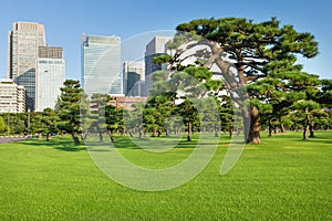 Pine trees park in front of skyscrapers