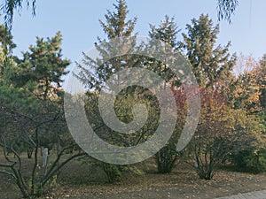 Pine trees in the park in the morning