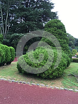 Pine trees in the park in summertime